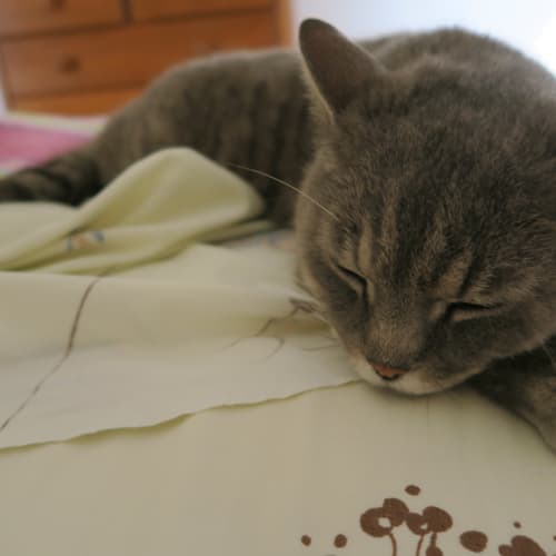 Albert