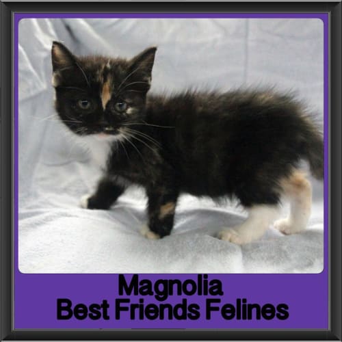 Magnolia 