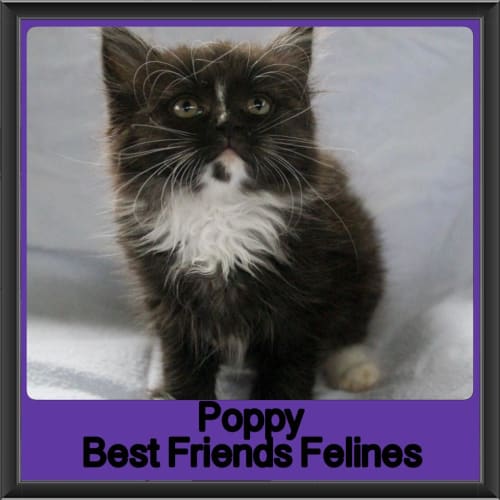 Poppy