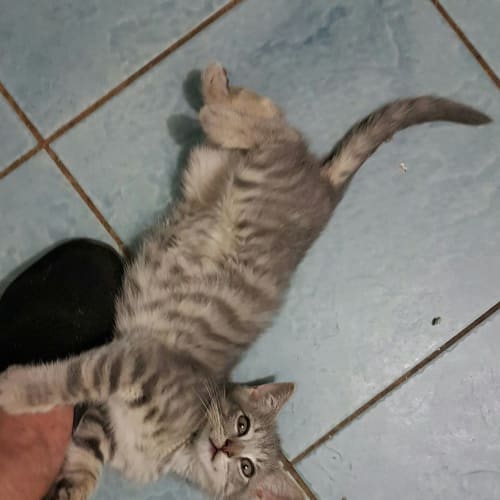 Leo