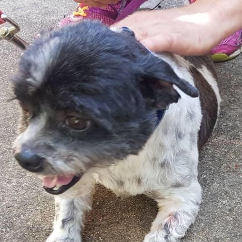 Beau (adoption pending)