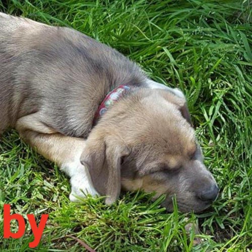 Toby ... dog and child friendly