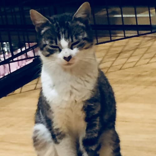 Mina the shy kitty cat
