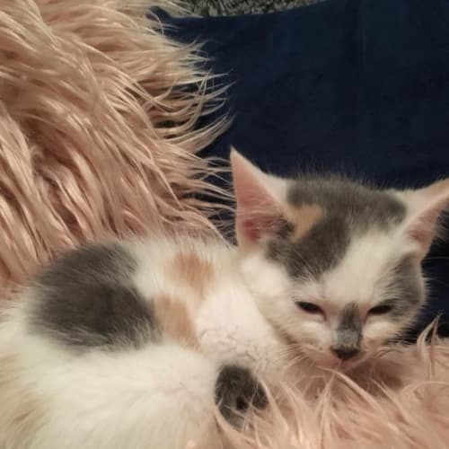 Calliope **2nd Chance Cat Rescue**