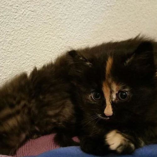 Calypso