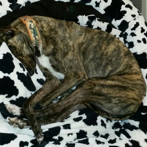 “Jenko”, Lively and Lovable. Melbourne.