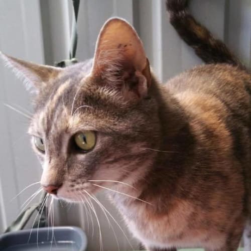 Zoe