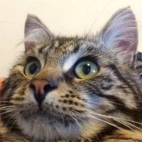 Albie