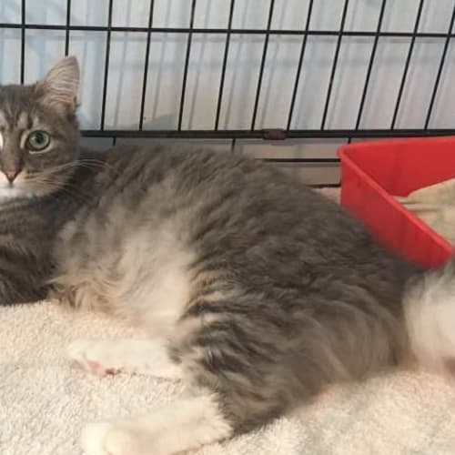 Roxette *Adoption by donation* CaV17-159