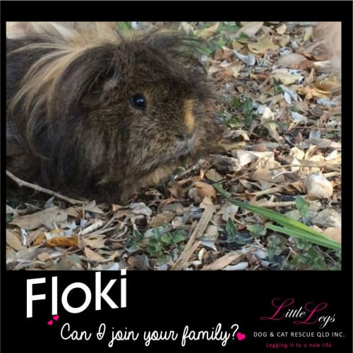 Floki
