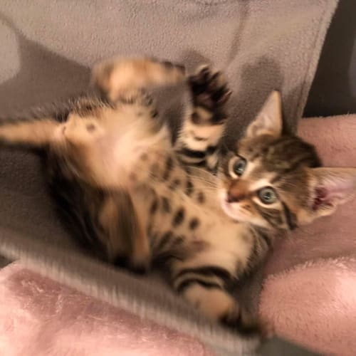 Jet