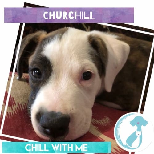 Churchill