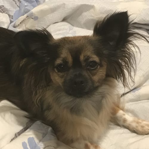 Sir Scruffington McGhee (Scruffy)
