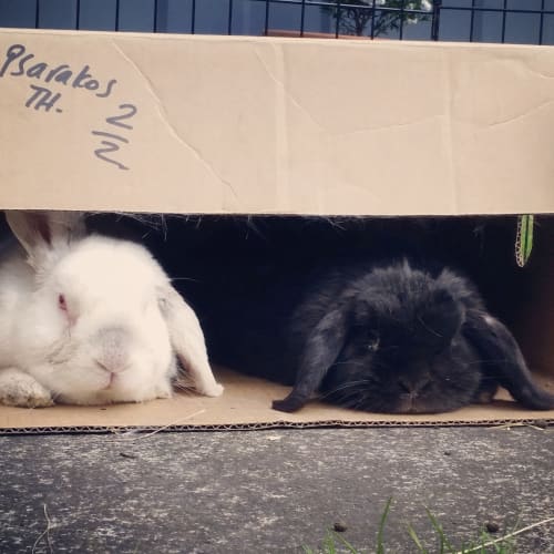 Harry and Lulu