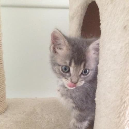 Oliver