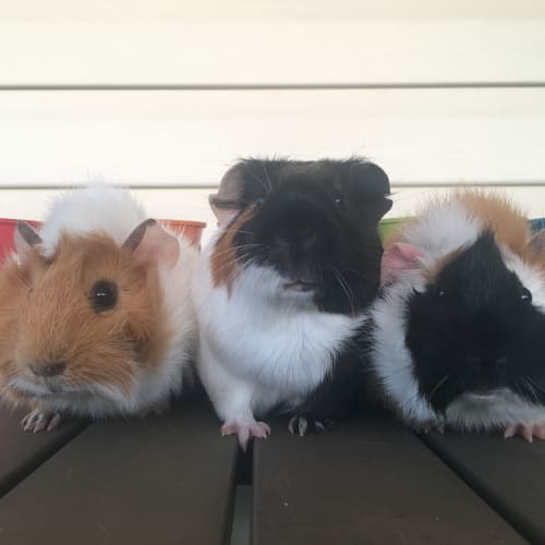 Clyde, Coco & Mata 