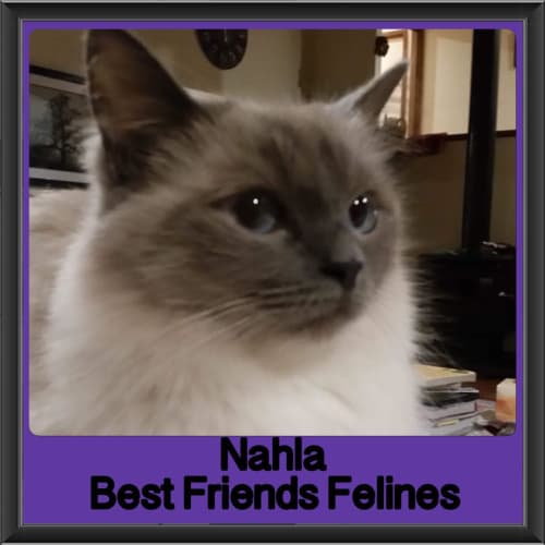 Nahla 