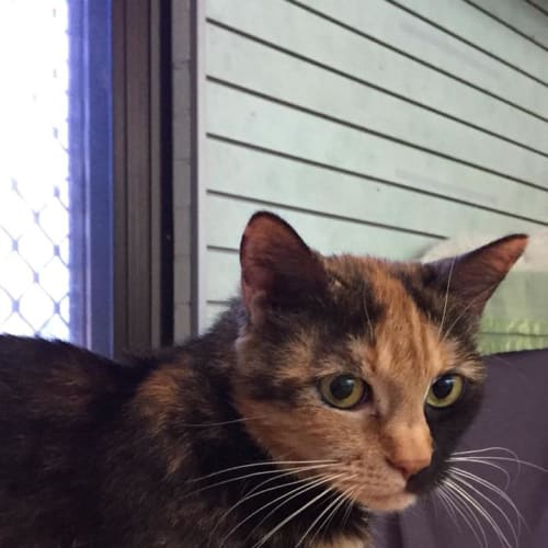 Mocha