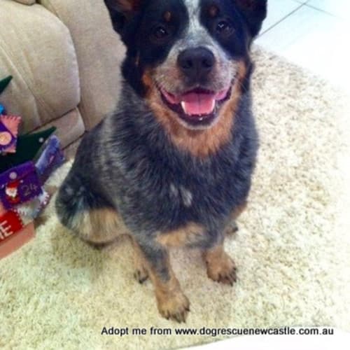Angus ~ blue heeler (on trial 30/12/2017)