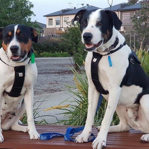 Snoop Bonded With Scarlet