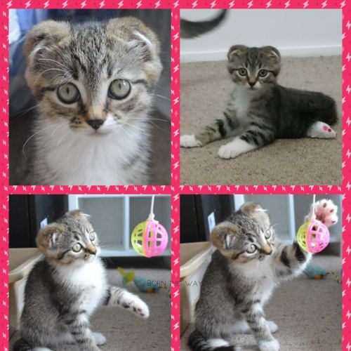 Freya