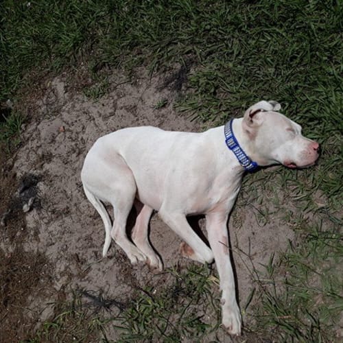 Duke 