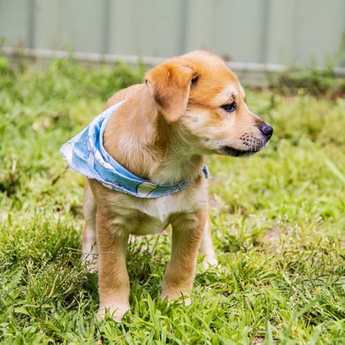 Cohen ~ Amstaff x Lab puppy (On Trial 30/11/17)