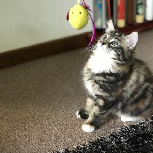 Tilly