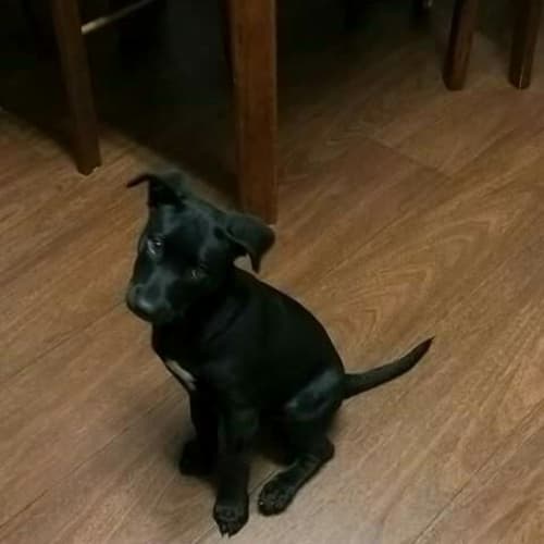 Beau