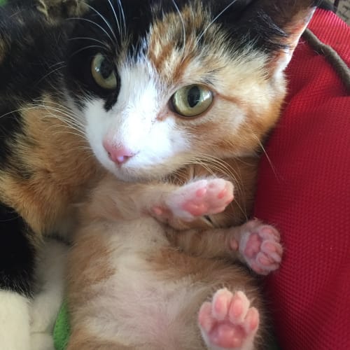 Rosalie Prettypaws the painted cat
