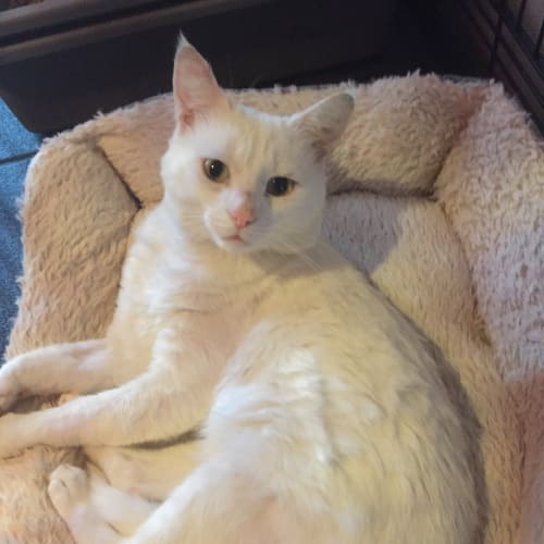 Walter White the love cat!