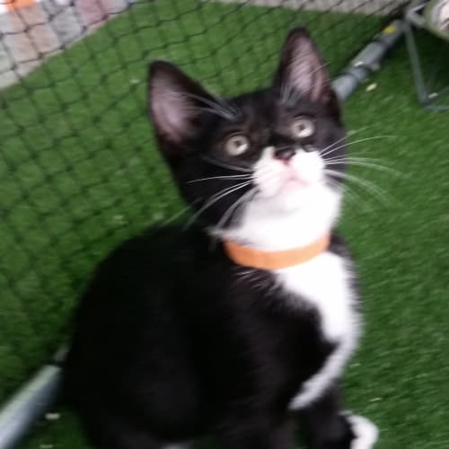 Oreo