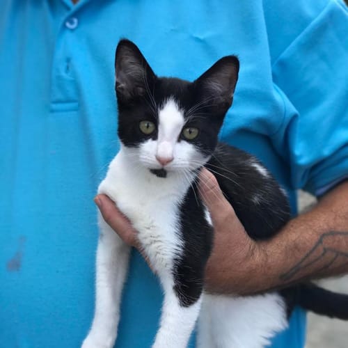 Oreo 