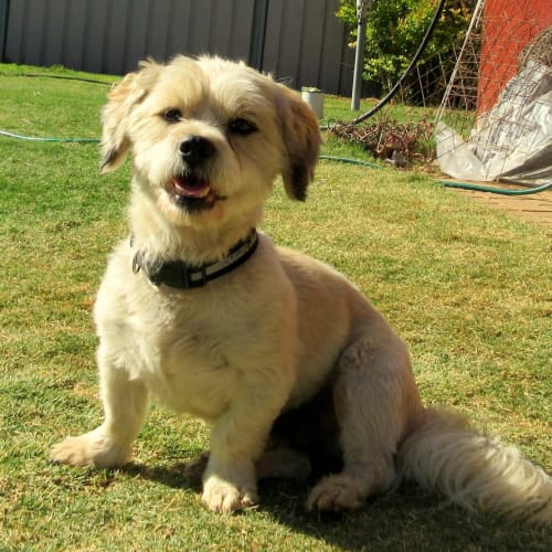 Bailey *On Trial in His New Home*