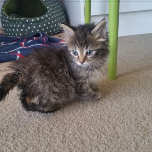 Fluffy