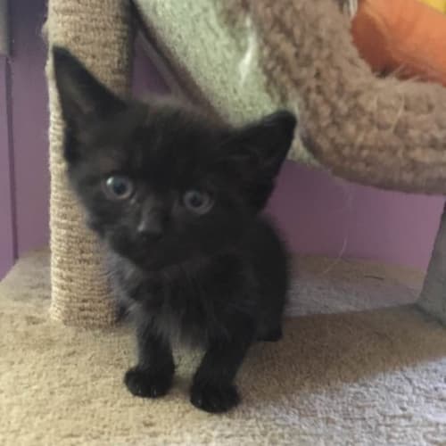 Little Marty