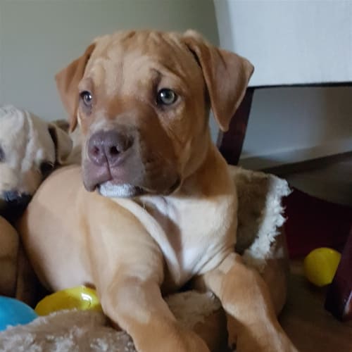 Milo