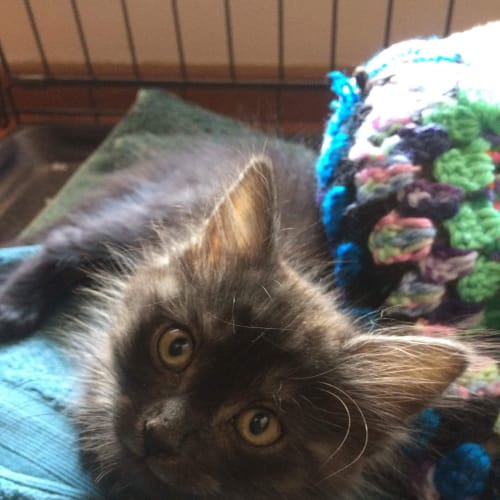 Lucy