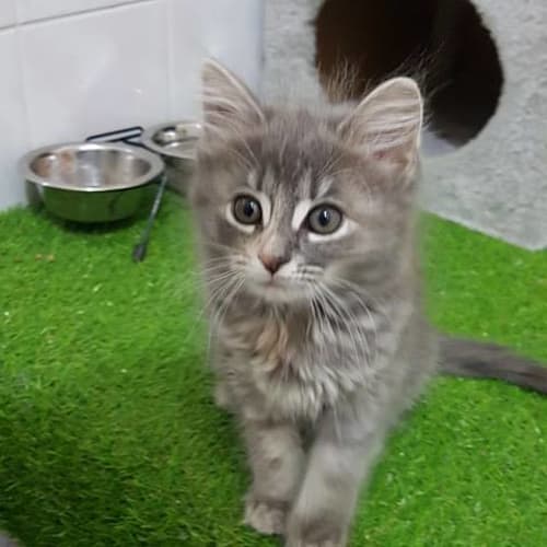 Piper