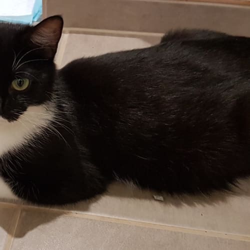 Meryl *2nd Chance Cat Rescue**