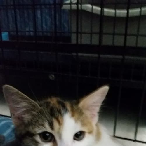 Amy