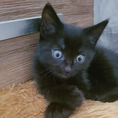 Chief **2nd Chance Cat Rescue**
