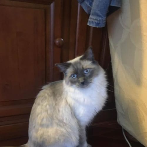 Toby