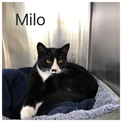 Milo