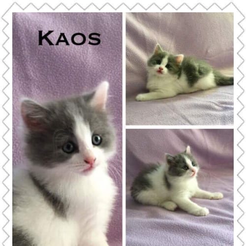 Kaos (Pre Adoption Available)