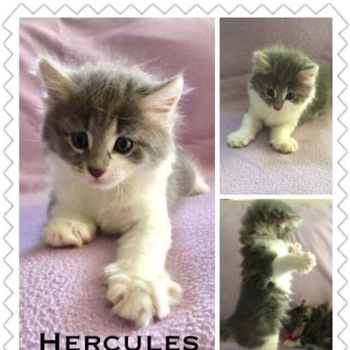 Hercules (Pre - Adoption Available)