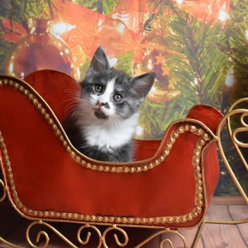 Watson