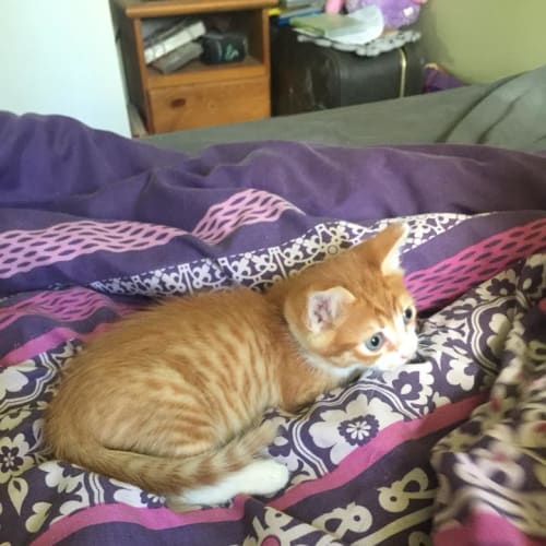 Mittens