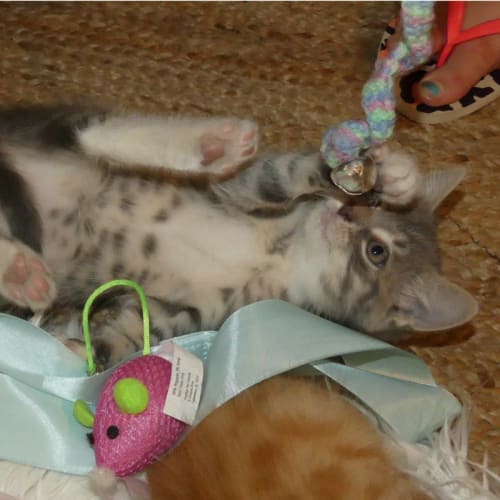 Comet ~ Kitten (on trial 4/1/2018)