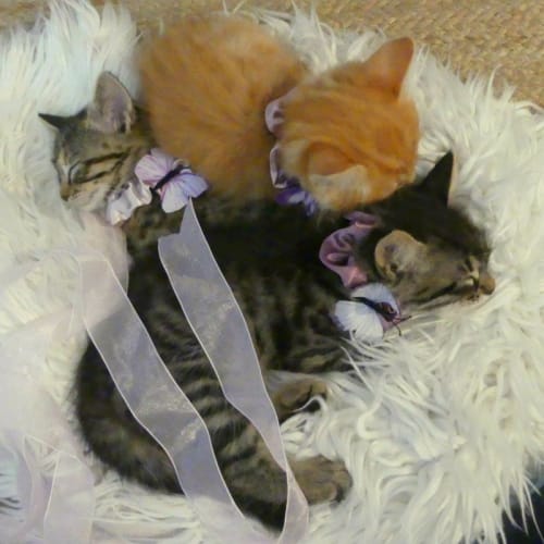 Cupid ~ Kitten (on trial 24/12/2017)